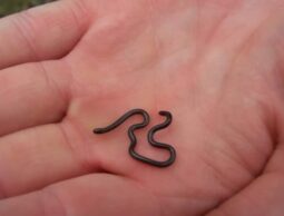 Scientists in Barbados overturn hundreds of rocks to rediscover world’s smallest-known snake