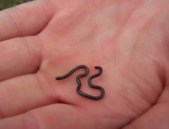 Scientists in Barbados overturn hundreds of rocks to rediscover world’s smallest-known snake
