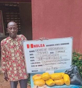75-year-old grandpa arrested as NDLEA destroys 178,000kg skunk in Taraba forest